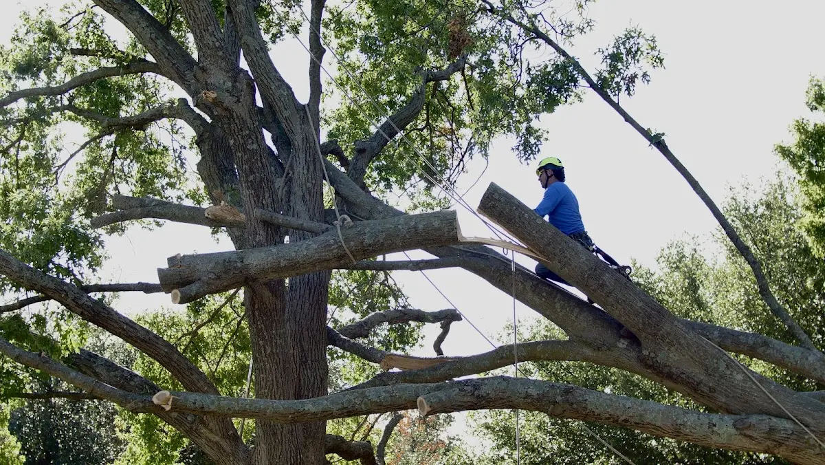 Professional Crown Thinning performed by certified arborists in Wilson